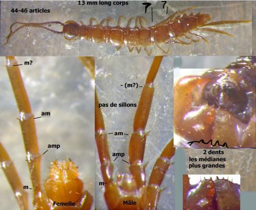Lithobius macilentus