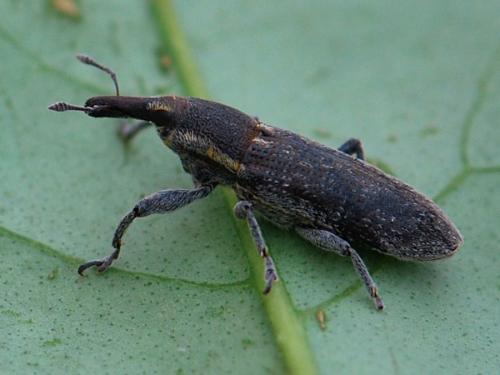 Réf. 139 229 : Lixus punctiventris