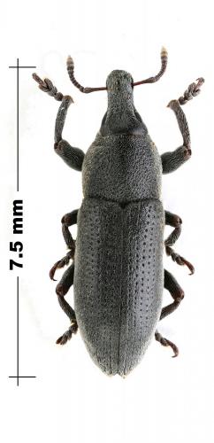 Lixus sp.