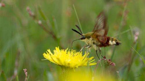 Hemaris fuciformis