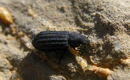Melyris sp.