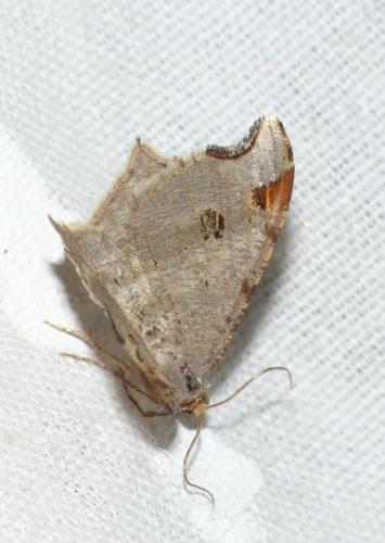 Réf. 139 316 : Macaria alternata