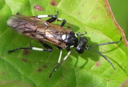 Réf. 139 252 : Macrophya duodecimpunctata