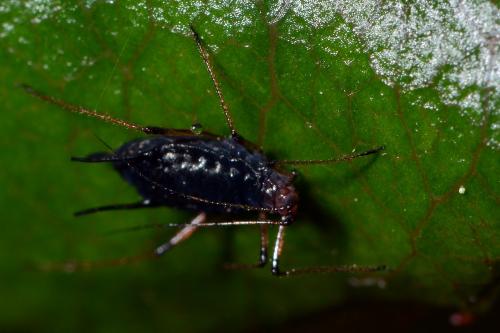 Macrosiphum rosae