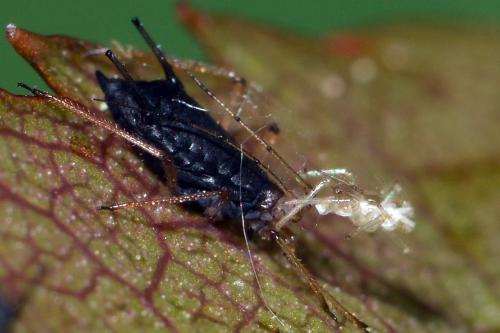 Réf. 139 343 : Macrosiphum rosae