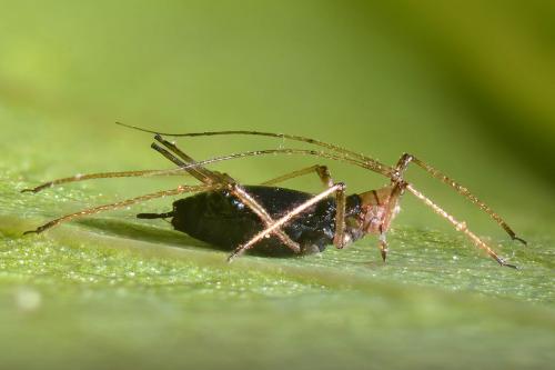 Réf. 139 723 : Macrosiphum rosae