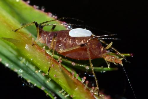 Réf. 139 093 : Macrosiphum rosae
