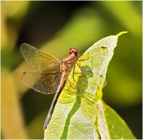 Réf. 139 641 : Macrothemis declivata