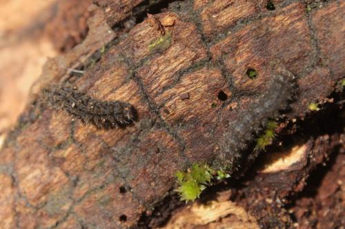 Pelosia muscerda