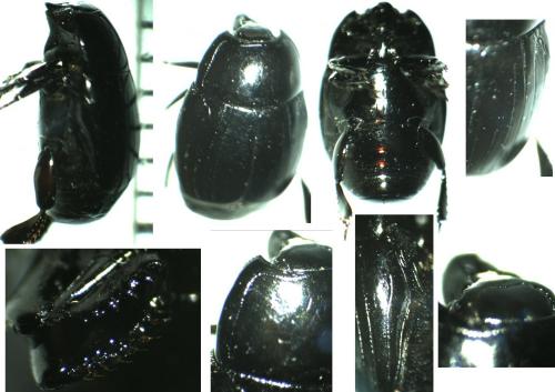 Margarinotus neglectus