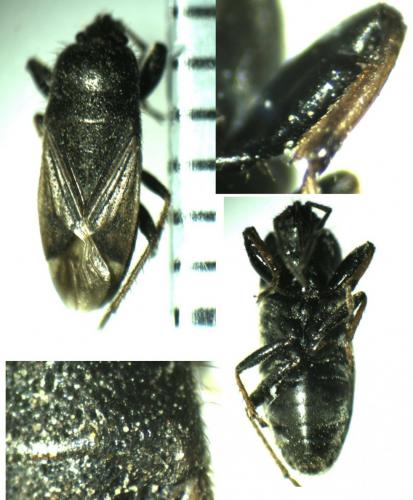 Réf. 139 171 : Megalonotus emarginatus