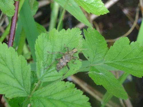 Rhagium mordax