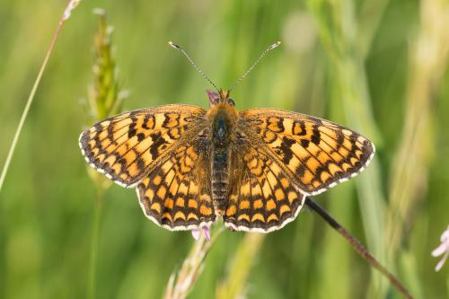 Réf. 139 541 : Melitaea phoebe