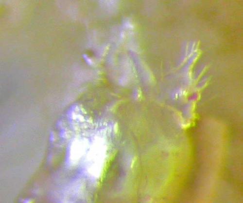 Melogona gallica