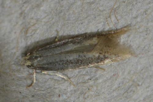 Réf. 139 393 : Elachista canapennella
