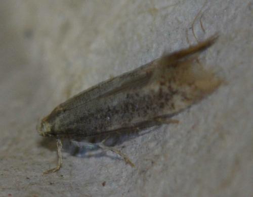 Elachista canapennella