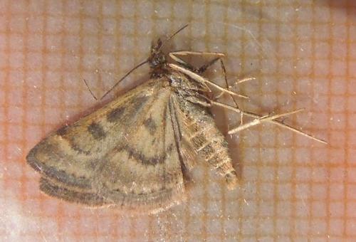 Pyrausta despicata