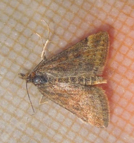 Pyrausta despicata