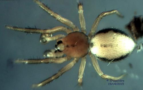 Minicia marginella