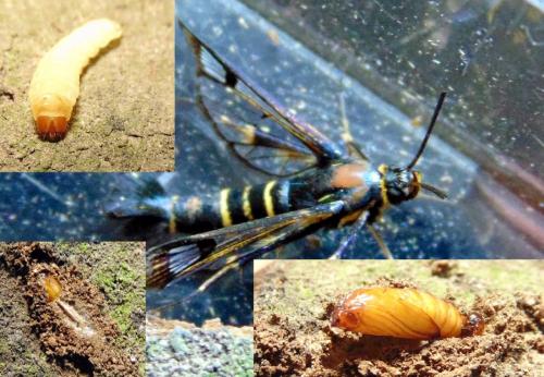 Synanthedon sp.