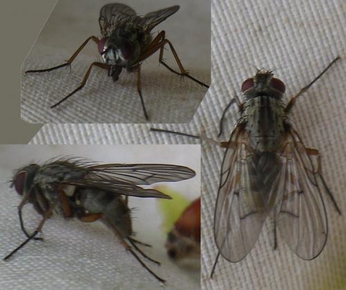 Réf. 139 618 : Phaonia fuscata