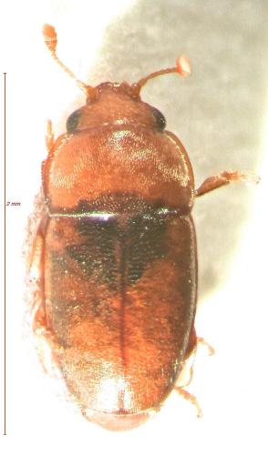Réf. 139 367 : Meligethinus pallidulus