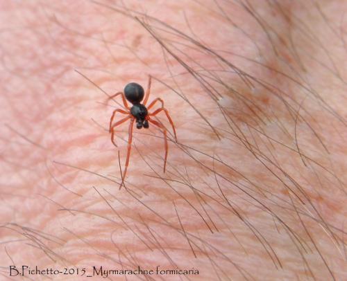 Myrmarachne sp.