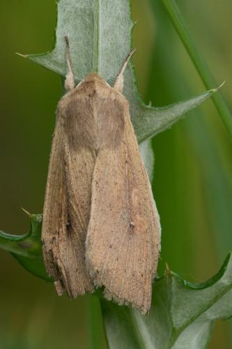 Réf. 139 357 : Mythimna unipuncta