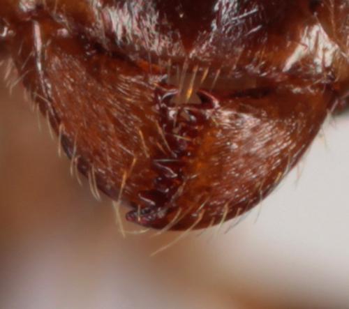 Réf. 139 832 : Lasius niger