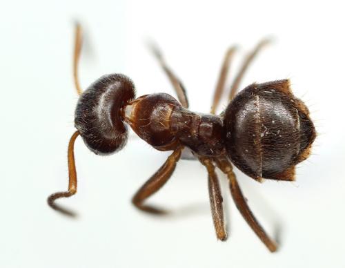 Réf. 139 758 : Lasius niger