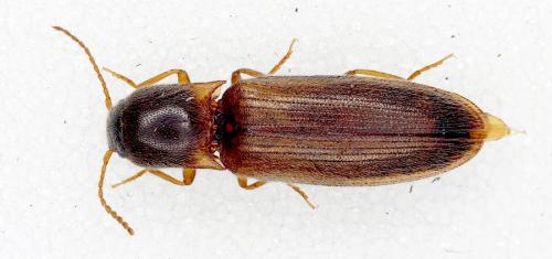 Agriotes acuminatus