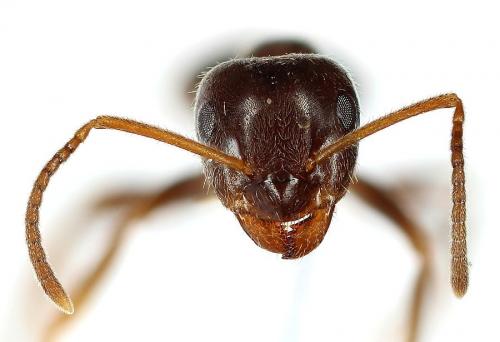 Lasius niger