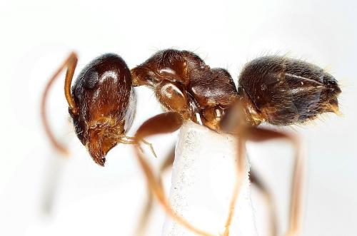 Réf. 139 759 : Lasius niger