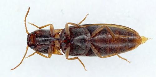 Agriotes acuminatus