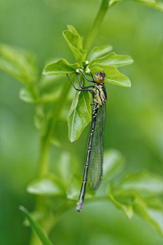 Réf. 139 524 : Erythromma najas