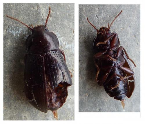 Nalassus sp.