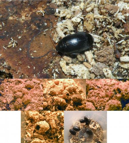 Prionychus fairmairii