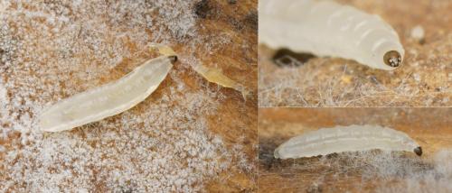 Phronia sp.