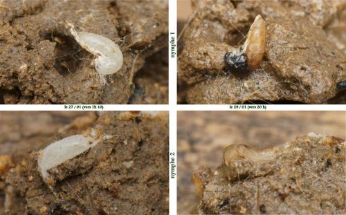 Réf. 139 323 : Phronia sp.