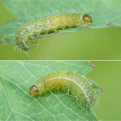 Donus salviae