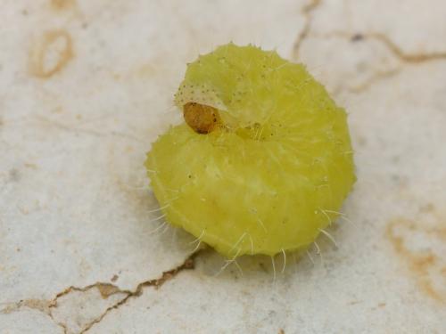 Donus salviae