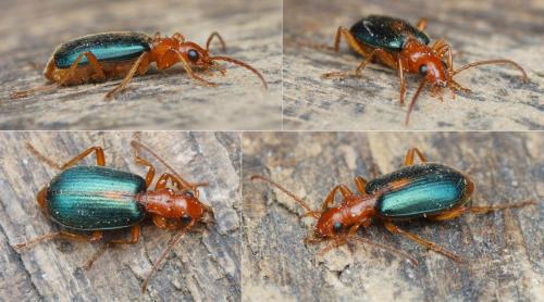Réf. 139 146 : Brachinus sclopeta