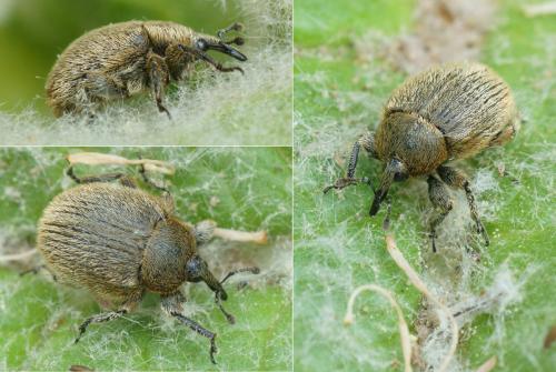 Réf. 139 342 : Rhinusa sp.