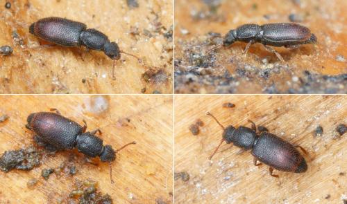Monotoma brevicollis