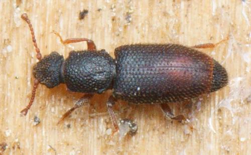 Monotoma brevicollis