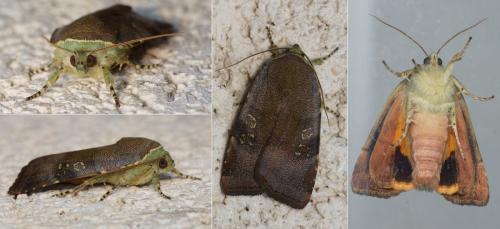 Noctua janthina