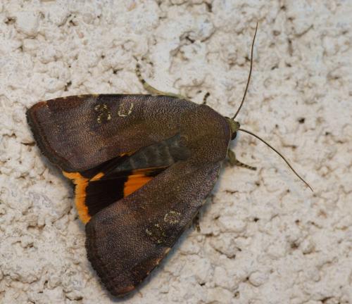 Noctua janthina