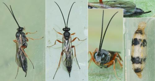 Hyposoter ebeninus