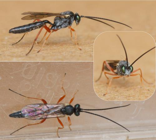 Hyposoter ebeninus