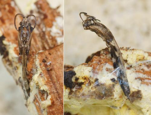 Réf. 139 958 : Leptomorphus walkeri